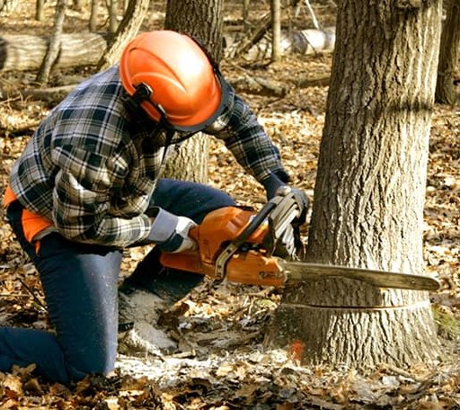 Tree Removal in Barnesville, GA